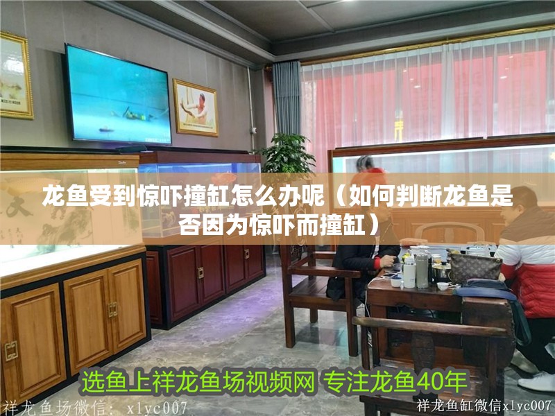 龍魚受到驚嚇撞缸怎么辦呢（如何判斷龍魚是否因為驚嚇而撞缸）