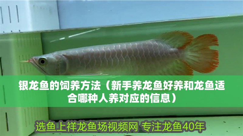 銀龍魚的飼養(yǎng)方法（新手養(yǎng)龍魚好養(yǎng)和龍魚適合哪種人養(yǎng)對應的信息）
