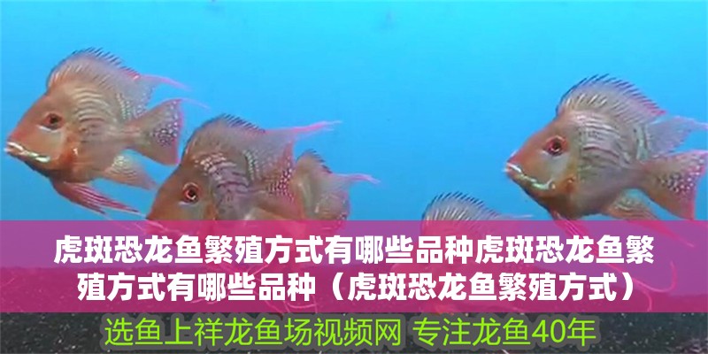 虎斑恐龍魚繁殖方式有哪些品種虎斑恐龍魚繁殖方式有哪些品種（虎斑恐龍魚繁殖方式）
