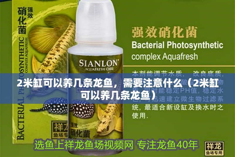 2米缸可以養幾條龍魚，需要注意什么（2米缸可以養幾條龍魚） 2米缸可以養幾條龍魚，需要注意什么（2米缸可以養幾條龍魚） 觀賞魚百科 第2張
