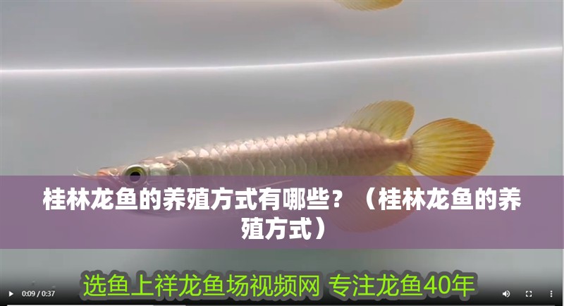 桂林龍魚(yú)的養(yǎng)殖方式有哪些？（桂林龍魚(yú)的養(yǎng)殖方式）