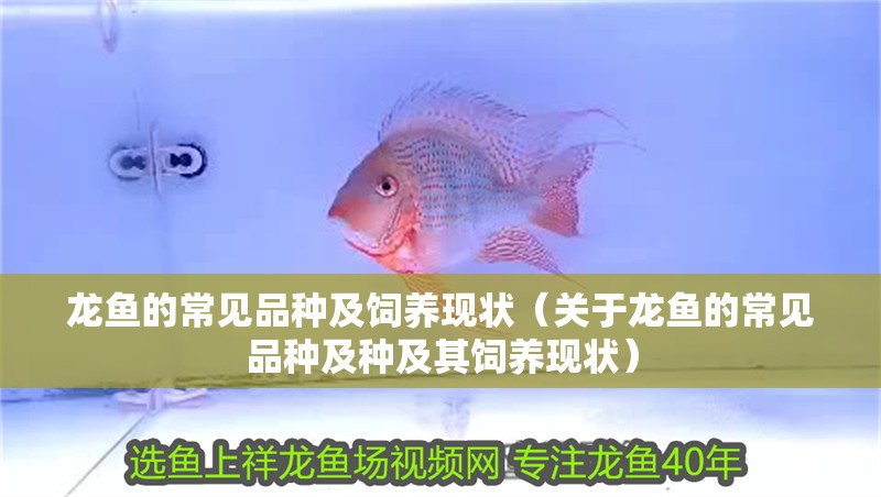 龍魚的常見品種及飼養現狀（關于龍魚的常見品種及種及其飼養現狀）