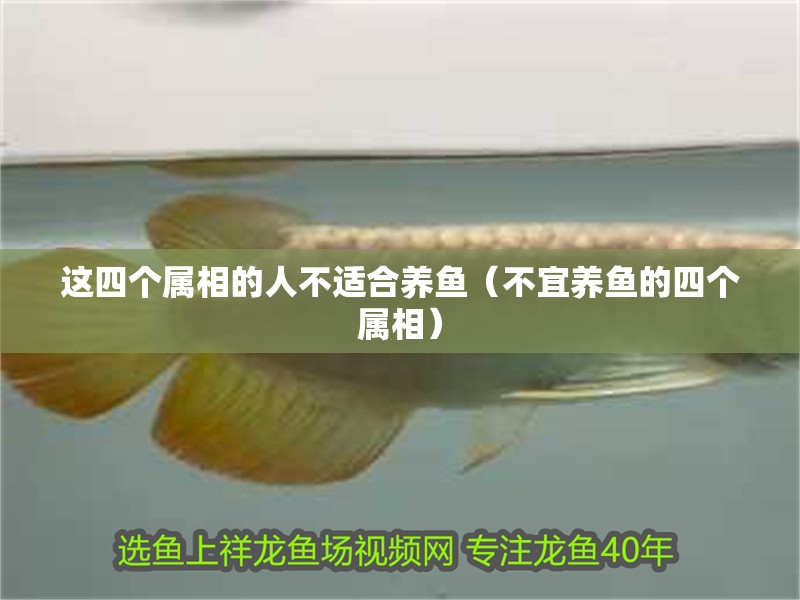這四個屬相的人不適合養魚（不宜養魚的四個屬相）