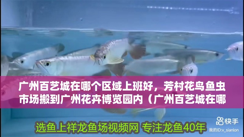 廣州百藝城在哪個區域上班好，芳村花鳥魚蟲市場搬到廣州花卉博覽園內（廣州百藝城在哪個區域上班好）