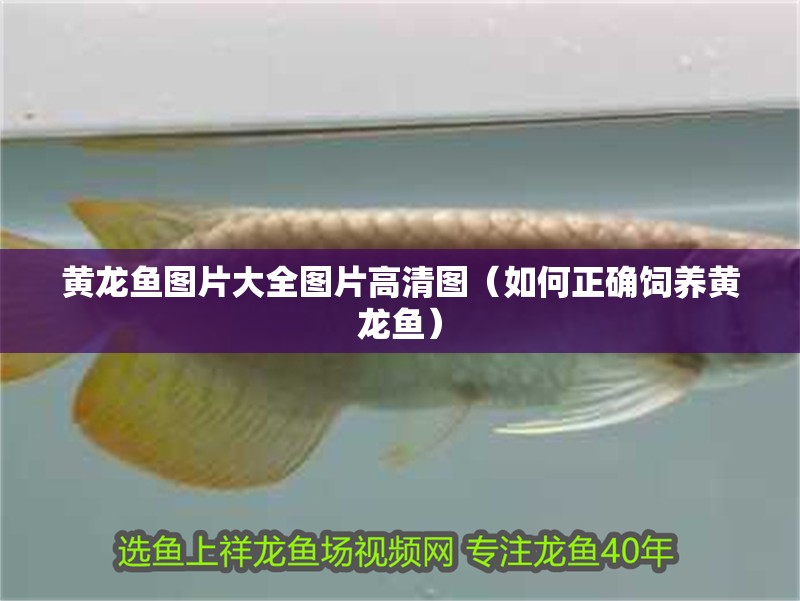 黃龍魚圖片大全圖片高清圖（如何正確飼養黃龍魚）