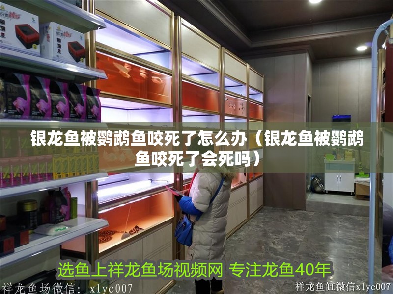 銀龍魚被鸚鵡魚咬死了怎么辦（銀龍魚被鸚鵡魚咬死了會死嗎）