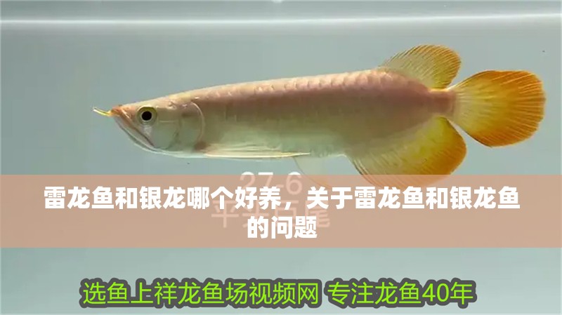 雷龍魚和銀龍哪個好養(yǎng)，關(guān)于雷龍魚和銀龍魚的問題