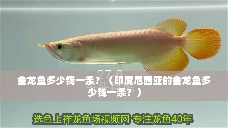 金龍魚多少錢一條？（印度尼西亞的金龍魚多少錢一條？）