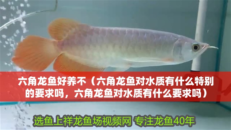 六角龍魚好養不（六角龍魚對水質有什么特別的要求嗎，六角龍魚對水質有什么要求嗎）