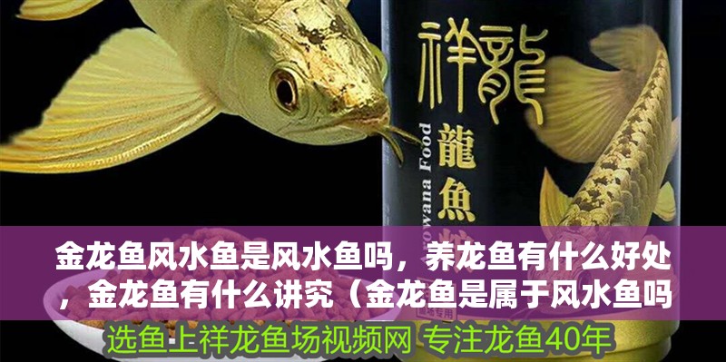 金龍魚風水魚是風水魚嗎，養龍魚有什么好處，金龍魚有什么講究（金龍魚是屬于風水魚嗎） 金龍魚風水魚是風水魚嗎，養龍魚有什么好處，金龍魚有什么講究（金龍魚是屬于風水魚嗎） 觀賞魚百科 第4張