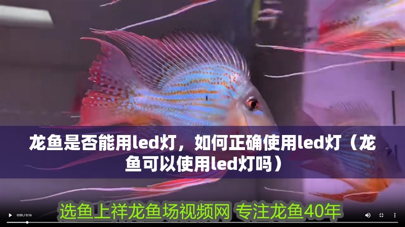 龍魚是否能用led燈，如何正確使用led燈（龍魚可以使用led燈嗎）