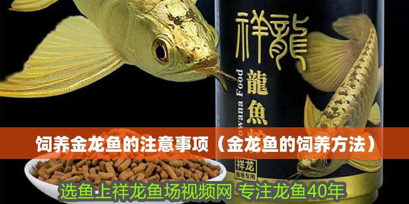 飼養(yǎng)金龍魚的注意事項（金龍魚的飼養(yǎng)方法）