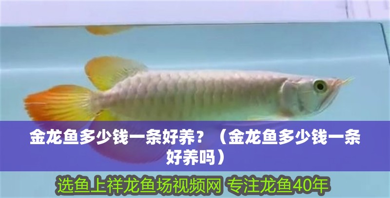 金龍魚多少錢一條好養(yǎng)？（金龍魚多少錢一條好養(yǎng)嗎）