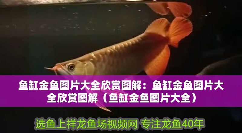 魚缸金魚圖片大全欣賞圖解：魚缸金魚圖片大全欣賞圖解（魚缸金魚圖片大全） 魚缸金魚圖片大全欣賞圖解：魚缸金魚圖片大全欣賞圖解（魚缸金魚圖片大全） 觀賞魚百科 第2張