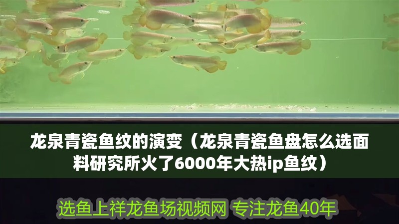 龍泉青瓷魚紋的演變（龍泉青瓷魚盤怎么選面料研究所火了6000年大熱ip魚紋）