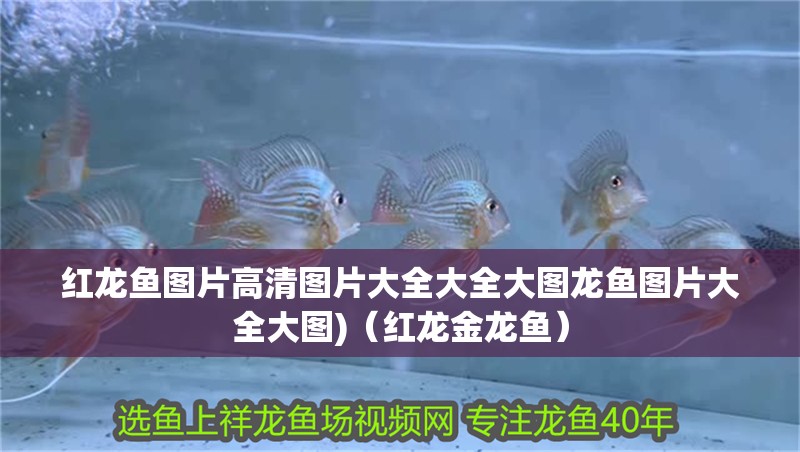 紅龍魚圖片高清圖片大全大全大圖龍魚圖片大全大圖)（紅龍金龍魚）