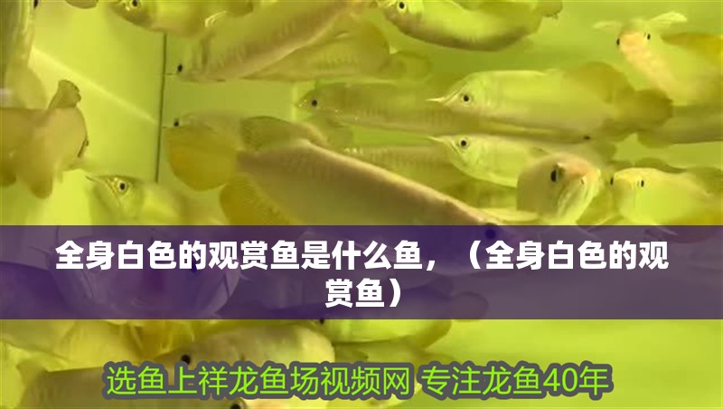 全身白色的觀賞魚是什么魚，（全身白色的觀賞魚）