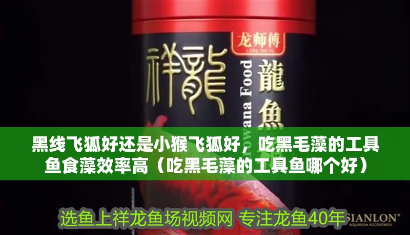 黑線飛狐好還是小猴飛狐好，吃黑毛藻的工具魚食藻效率高（吃黑毛藻的工具魚哪個好）