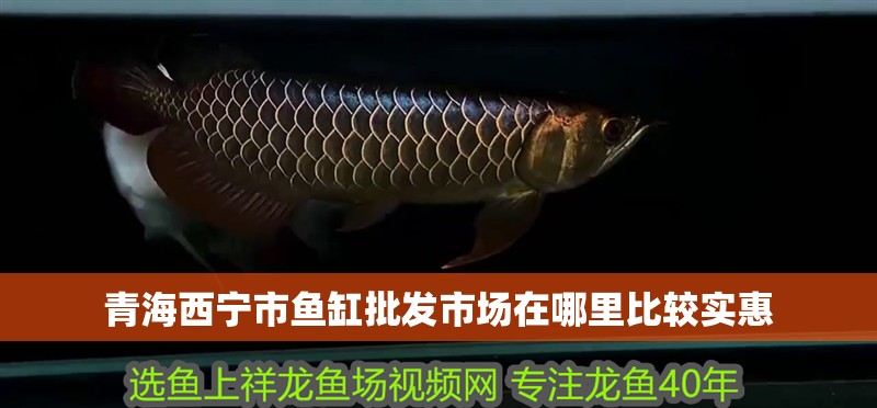 青海西寧市魚缸批發市場在哪里比較實惠