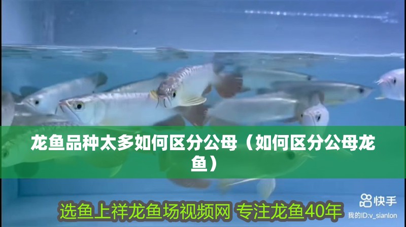 龍魚品種太多如何區分公母（如何區分公母龍魚）