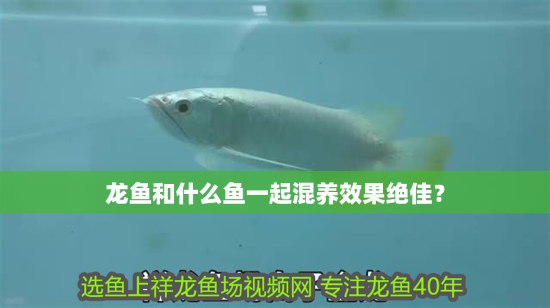 龍魚和什么魚一起混養效果絕佳？