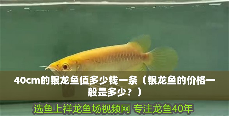 40cm的銀龍魚(yú)值多少錢一條（銀龍魚(yú)的價(jià)格一般是多少？）