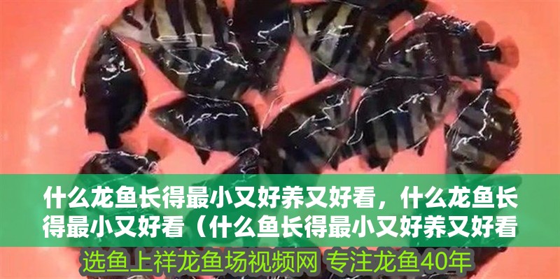 什么龍魚長得最小又好養又好看，什么龍魚長得最小又好看（什么魚長得最小又好養又好看）