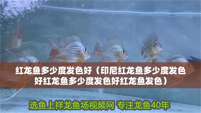 紅龍魚多少度發色好（印尼紅龍魚多少度發色好紅龍魚多少度發色好紅龍魚發色）