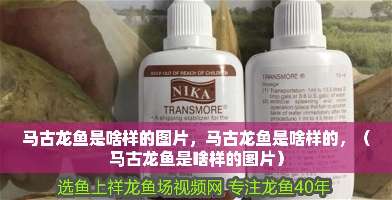 馬古龍魚是啥樣的圖片，馬古龍魚是啥樣的，（馬古龍魚是啥樣的圖片）