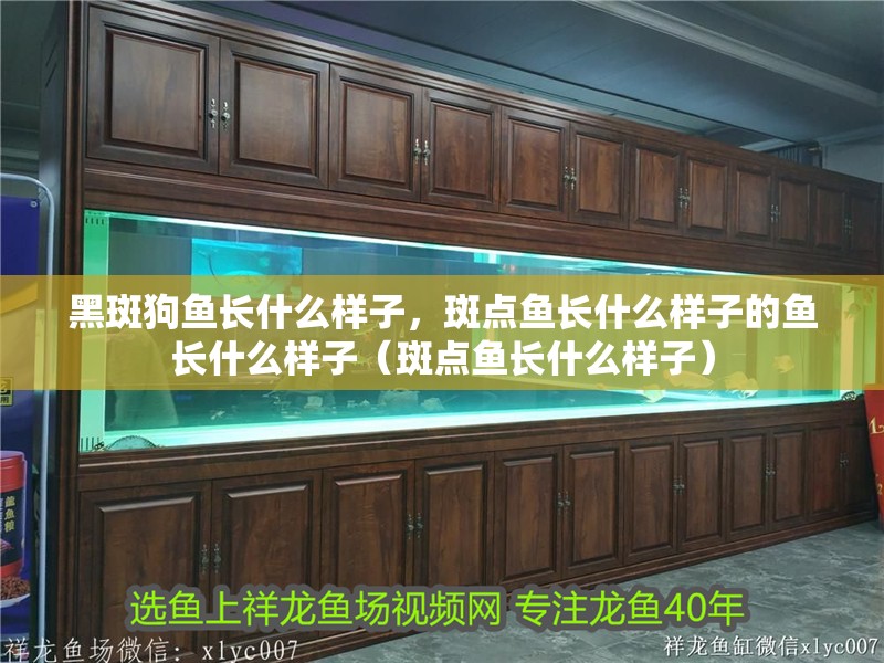 黑斑狗魚長(zhǎng)什么樣子，斑點(diǎn)魚長(zhǎng)什么樣子的魚長(zhǎng)什么樣子（斑點(diǎn)魚長(zhǎng)什么樣子）