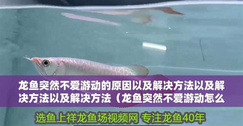 龍魚(yú)突然不愛(ài)游動(dòng)的原因以及解決方法以及解決方法以及解決方法（龍魚(yú)突然不愛(ài)游動(dòng)怎么辦）