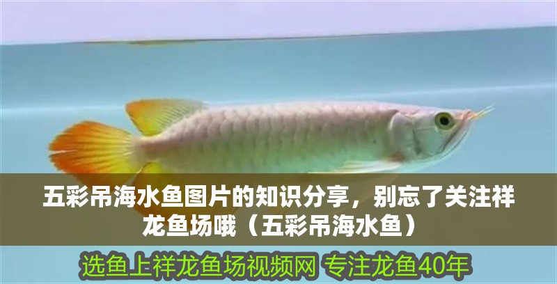 五彩吊海水魚(yú)圖片的知識(shí)分享，別忘了關(guān)注祥龍魚(yú)場(chǎng)哦（五彩吊海水魚(yú)）