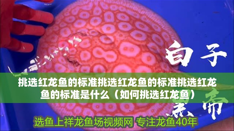 挑選紅龍魚的標準挑選紅龍魚的標準挑選紅龍魚的標準是什么（如何挑選紅龍魚）