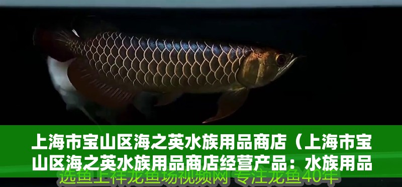 <strong><mark>上海</mark></strong>市寶山區海之英水族用品商店（<strong><mark>上海</mark></strong>市寶山區海之英水族用品商店經營產品：水族用品零售）