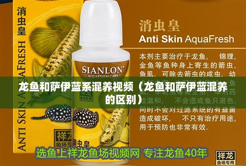 龍魚和薩伊藍系混養視頻（龍魚和薩伊藍混養的區別）