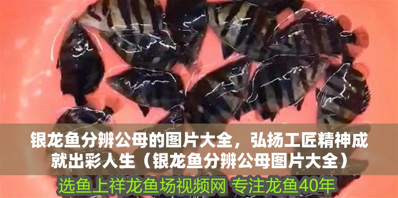 銀龍魚分辨公母的圖片大全，弘揚工匠精神成就出彩人生（銀龍魚分辨公母圖片大全）