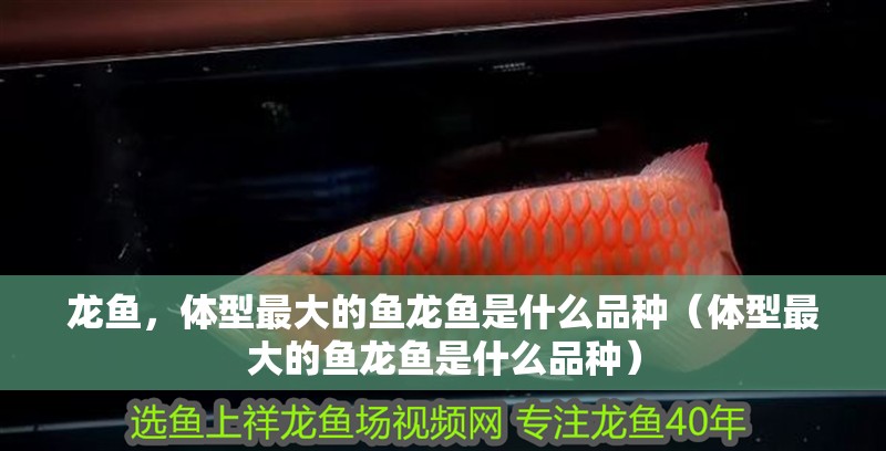 龍魚，體型最大的魚龍魚是什么品種（體型最大的魚龍魚是什么品種）