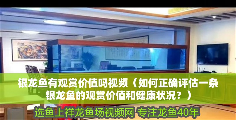 銀龍魚有觀賞價值嗎視頻（如何正確評估一條銀龍魚的觀賞價值和健康狀況？）