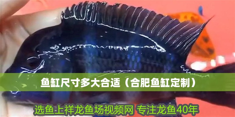 魚缸尺寸多大合適（合肥魚缸定制）