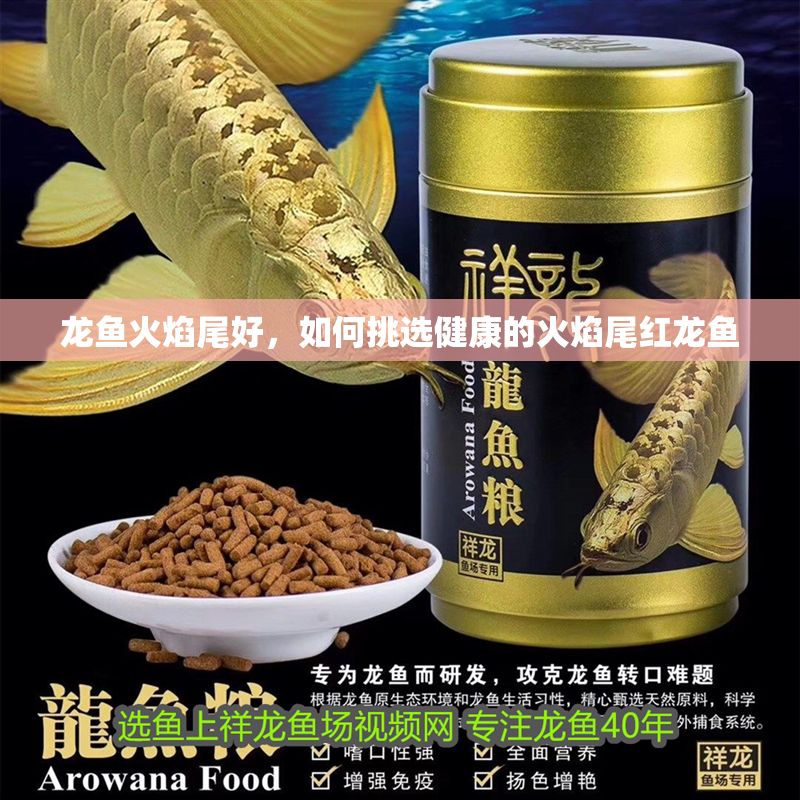 龍魚火焰尾好，如何挑選健康的火焰尾紅龍魚 龍魚火焰尾好，如何挑選健康的火焰尾紅龍魚 龍魚百科 第2張