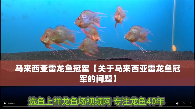 馬來(lái)西亞雷龍魚冠軍【關(guān)于馬來(lái)西亞雷龍魚冠軍的問(wèn)題】