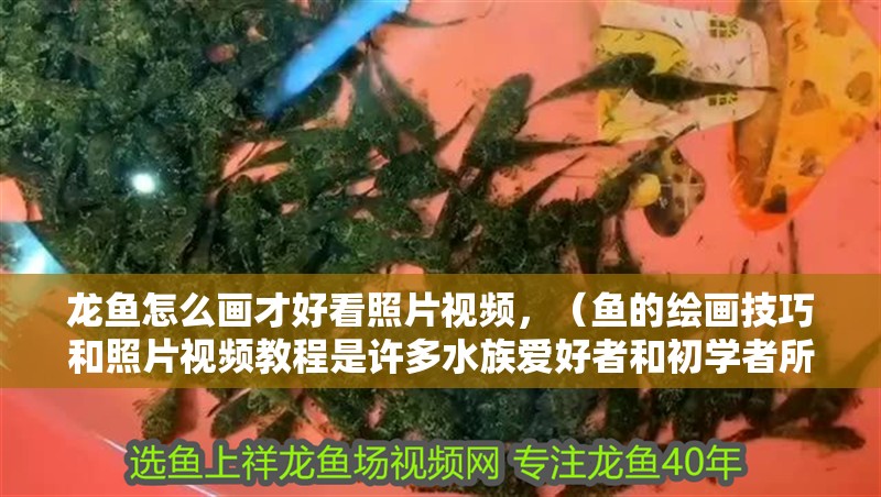 龍魚怎么畫才好看照片視頻，（魚的繪畫技巧和照片視頻教程是許多水族愛好者和初學者所追求的目標）