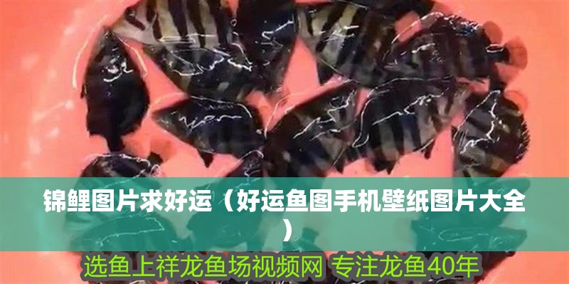 錦鯉圖片求好運（好運魚圖手機壁紙圖片大全）