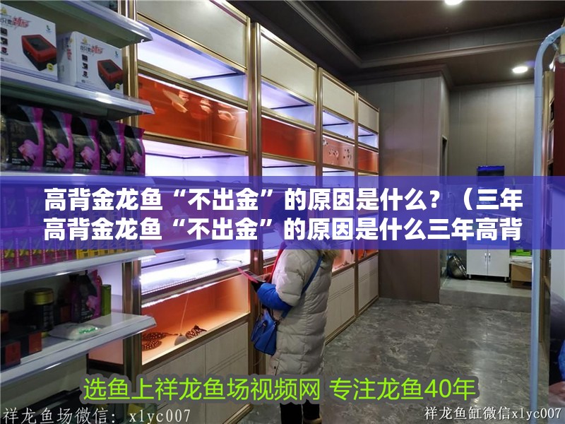 高背金龍魚“不出金”的原因是什么？（三年高背金龍魚“不出金”的原因是什么三年高背金龍魚不出金）