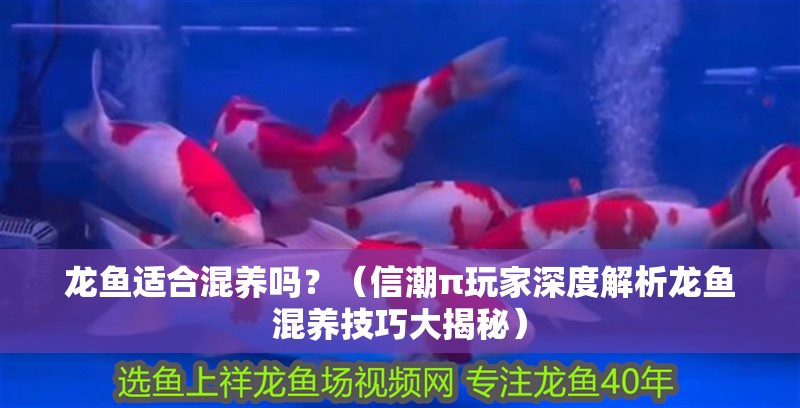 龍魚適合混養嗎？（信潮π玩家深度解析龍魚混養技巧大揭秘）