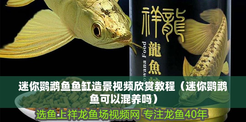 迷你鸚鵡魚魚缸造景視頻欣賞教程（迷你鸚鵡魚可以混養(yǎng)嗎）