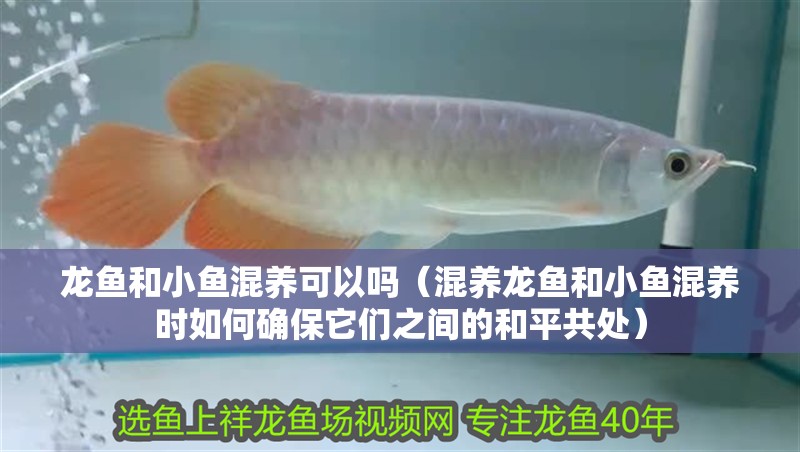 龍魚和小魚混養(yǎng)可以嗎（混養(yǎng)龍魚和小魚混養(yǎng)時如何確保它們之間的和平共處）