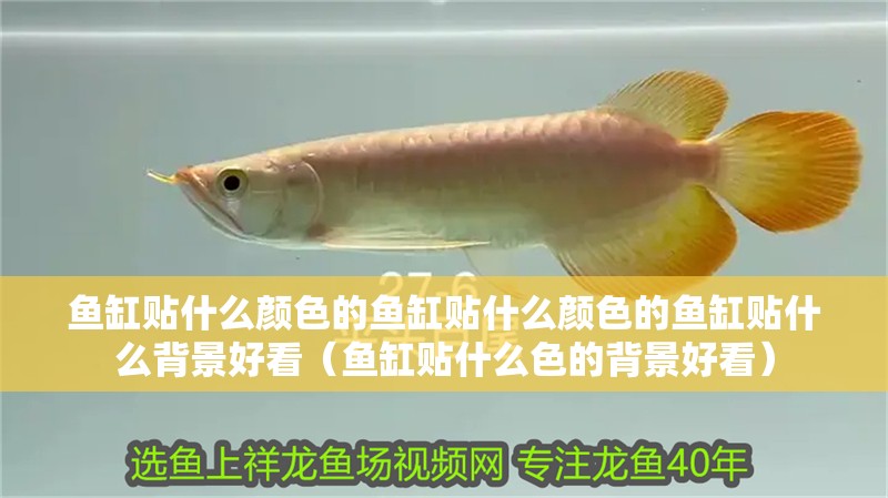 魚缸貼什么顏色的魚缸貼什么顏色的魚缸貼什么背景好看（魚缸貼什么色的背景好看）