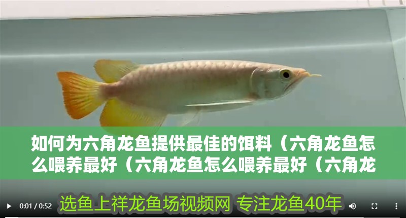 如何為六角龍魚提供最佳的餌料（六角龍魚怎么喂養(yǎng)最好（六角龍魚怎么喂養(yǎng)最好（六角龍魚怎么喂養(yǎng)最好））