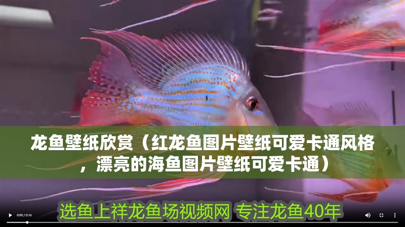 龍魚壁紙欣賞（紅龍魚圖片壁紙可愛卡通風(fēng)格，漂亮的海魚圖片壁紙可愛卡通）